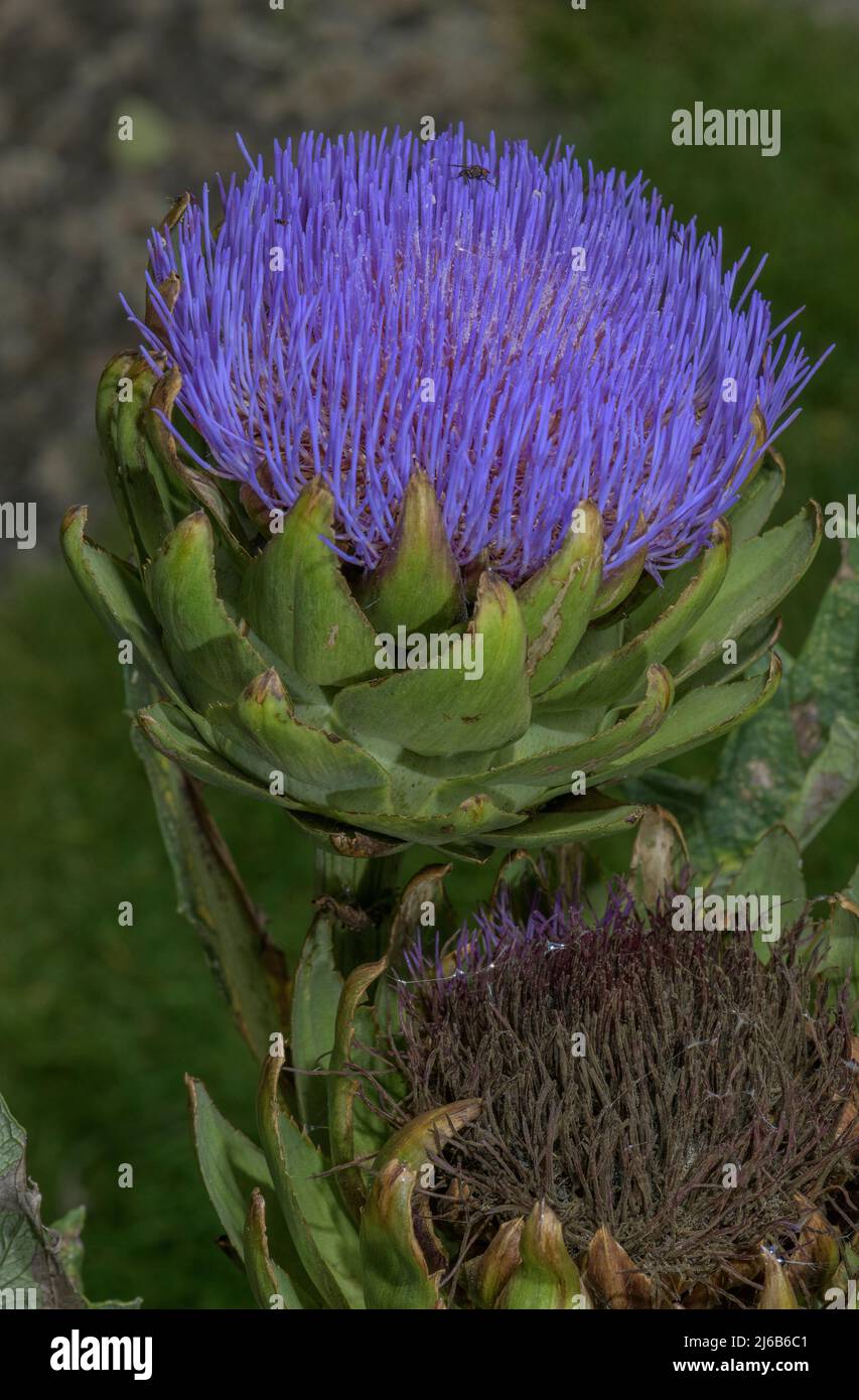 Globo carciofo, Cynara cardunculus var. Scolymus, in fiore in orto. Foto Stock