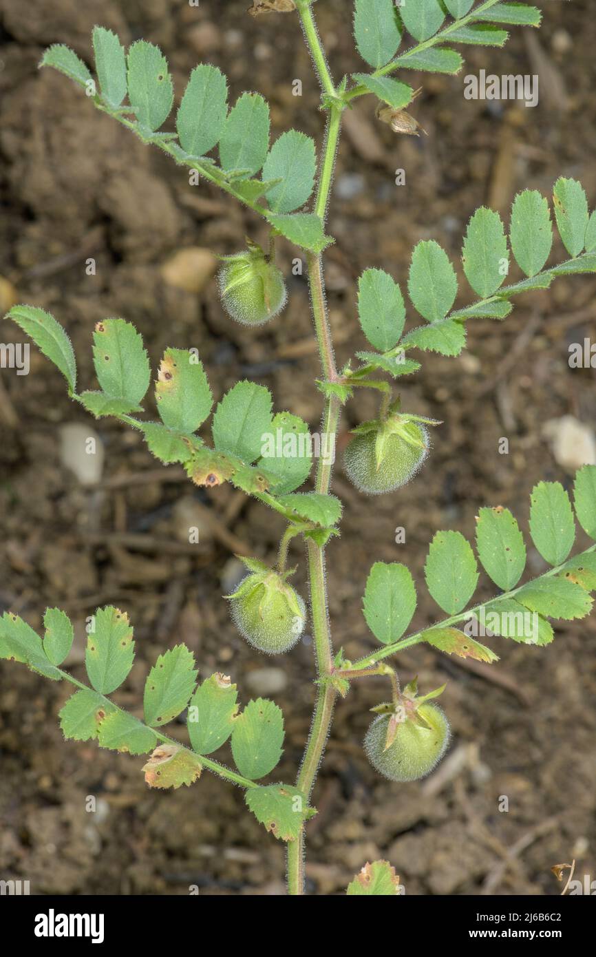 Ceci, Cicer arietinum, in frutta, in coltivazione. Foto Stock