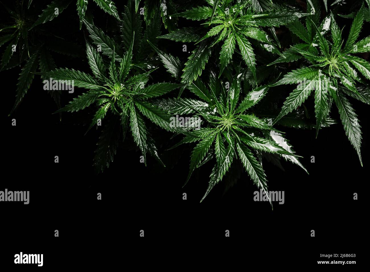 Cespuglio di cannabis su sfondo nero. Layout di foglie fresche di marijuana bagnata, innaffiare piante erbose, vista dall'alto. Canapa ricreazione, concetto crescente. Foto Stock