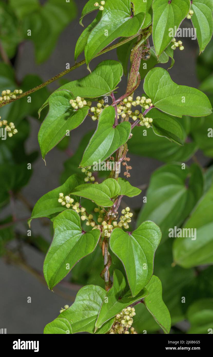 Yam cinese, Dioscorea batatatas, in fiore in coltivazione. Foto Stock