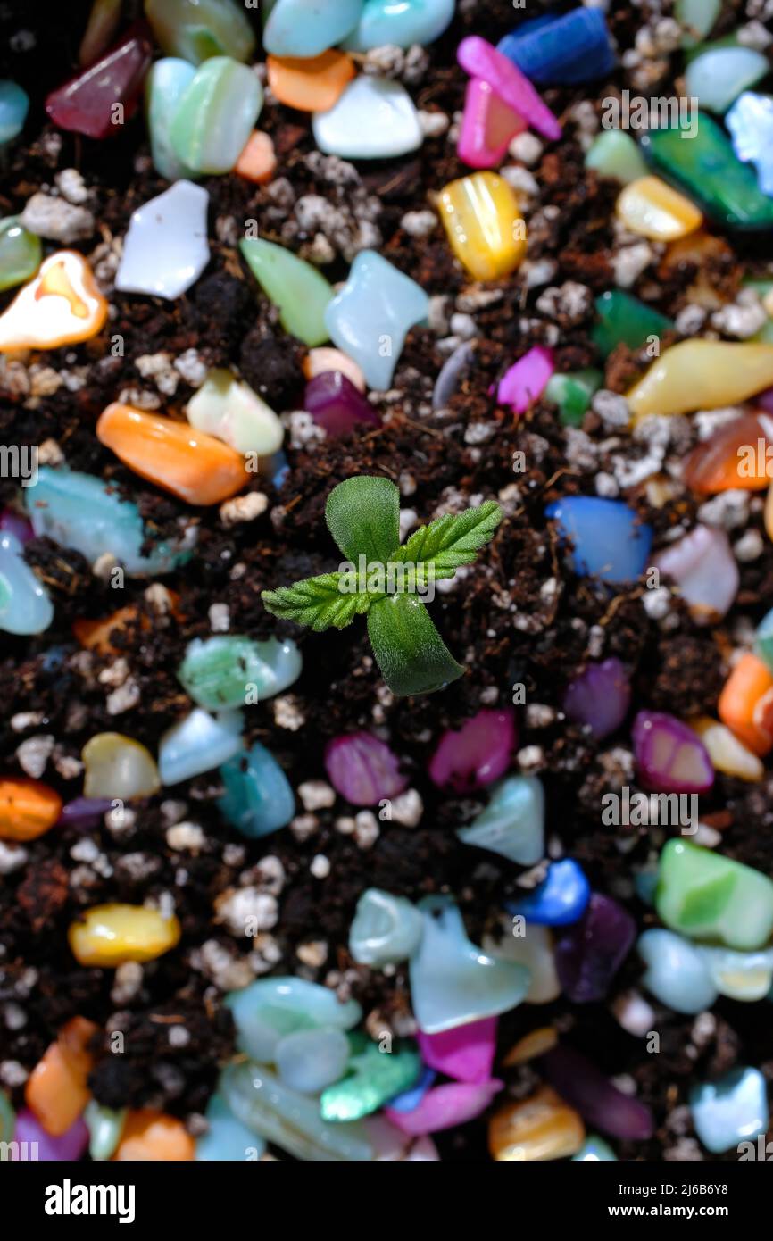 Germoglio di canapa cresce nel suolo. Concime concetto. Layout colorato, sfondo scuro. Cannabis baby Plant, vista dall'alto. Foto Stock Germoglio di canapa cresce nel suolo. Concime concetto. Layout colorato, sfondo scuro. Cannabis baby Plant, vista dall'alto. Foto Stock