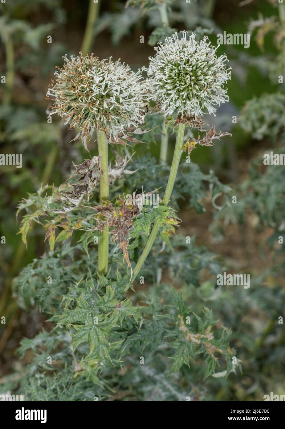 Grande globo-cardo, Echinops sphaerocephalus in fiore, sud-est Europa. Foto Stock