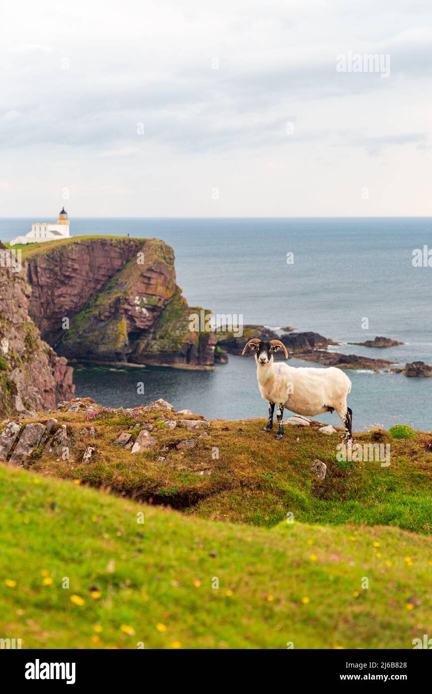 Scottish Blackface Sheep sullo sfondo del faro di Stoer vicino Old Man of Stoer Lighthouse, Scozia West Coast, NC500, North Coast 500 Foto Stock
