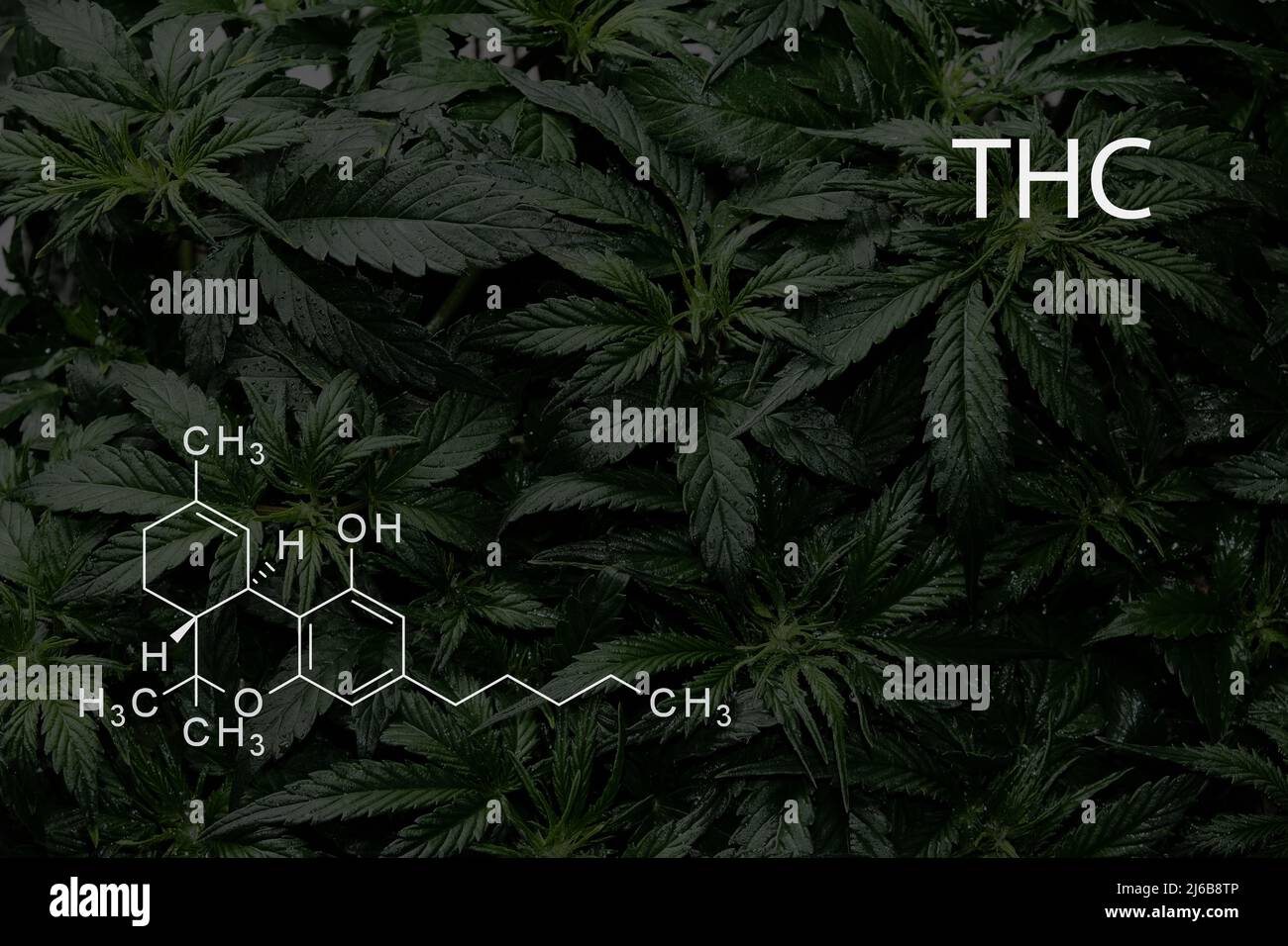 Fondo di formula chimica del THC delle foglie di cannabis verde Foto Stock