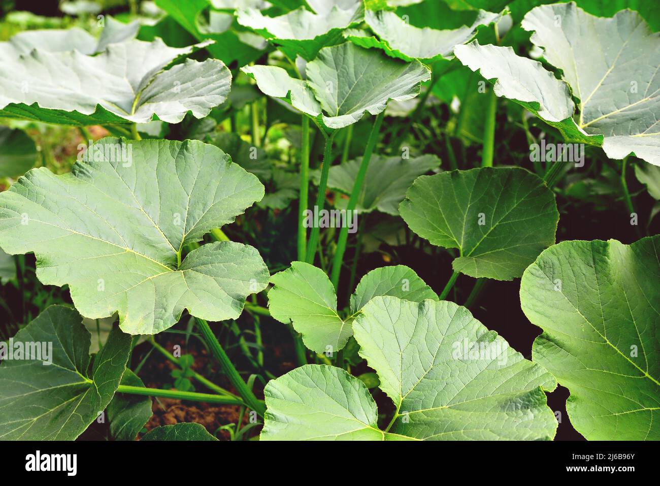 Piante di zucca, giovani piante di zucca verde nei letti, illuminate dal sole della sera, fuoco selettivo, primo piano Foto Stock