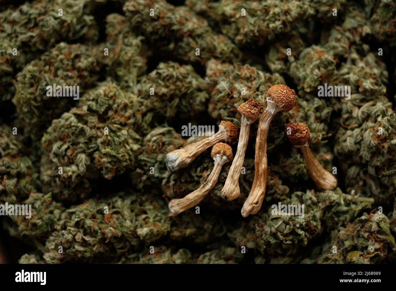 Funghi essiccati psilocibina sullo sfondo di germogli di cannabis. Droga ricreativa naturale Foto Stock