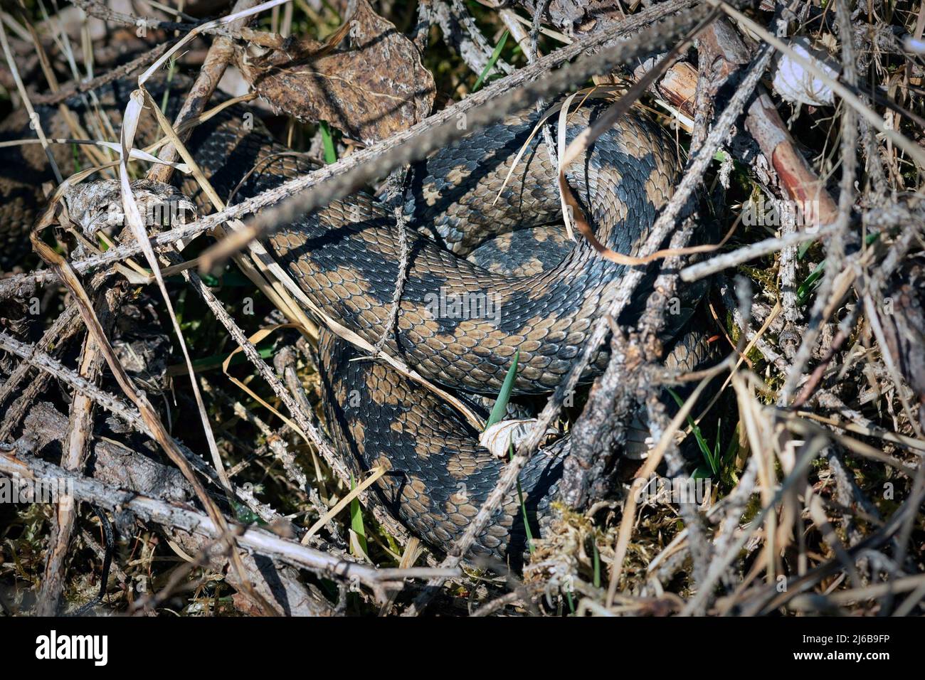 Serpente europeo avvelenato da camuffamento, vipera berus in habitat naturale Foto Stock
