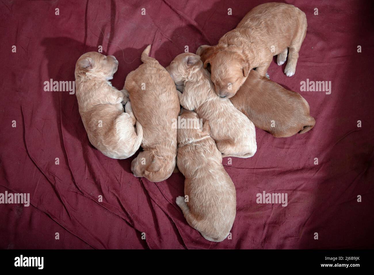 Primo piano di 10 giorni-vecchio Poochon (Poodle & Bichon mix) cuccioli che dormono in una scatola di whelping Foto Stock