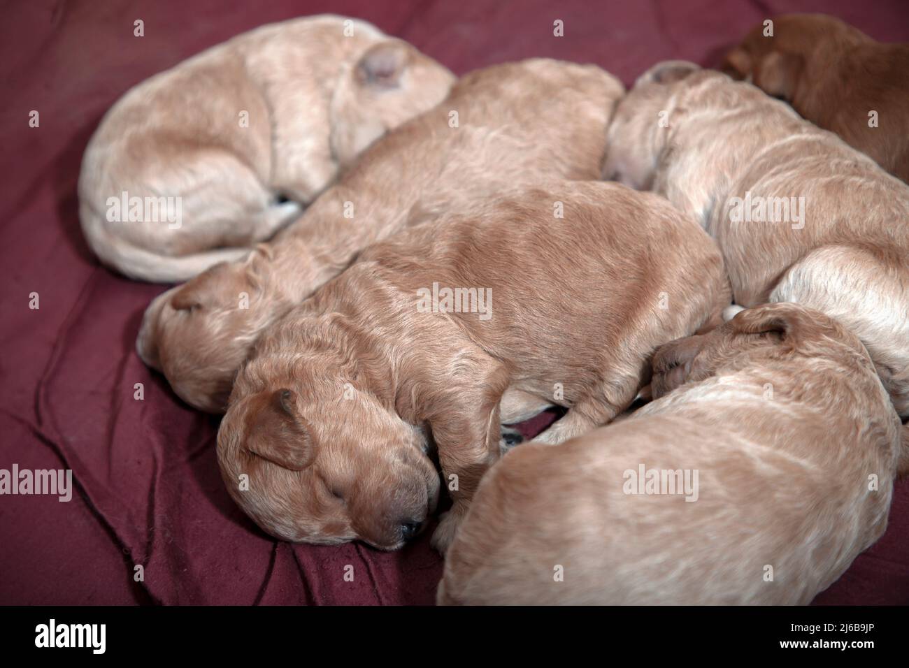 Primo piano di 10 giorni-vecchio Poochon (Poodle & Bichon mix) cuccioli che dormono in una scatola di whelping Foto Stock