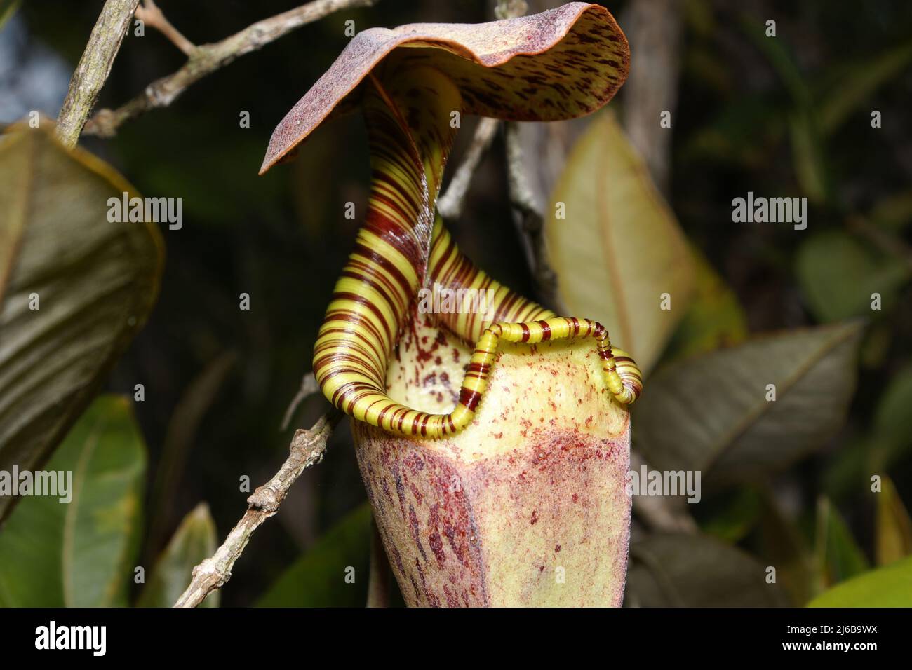 Caraffa superiore con peristoma striato della pianta carnivora caraffa Nepenthes rafflesiana, Sarawak, Borneo Foto Stock