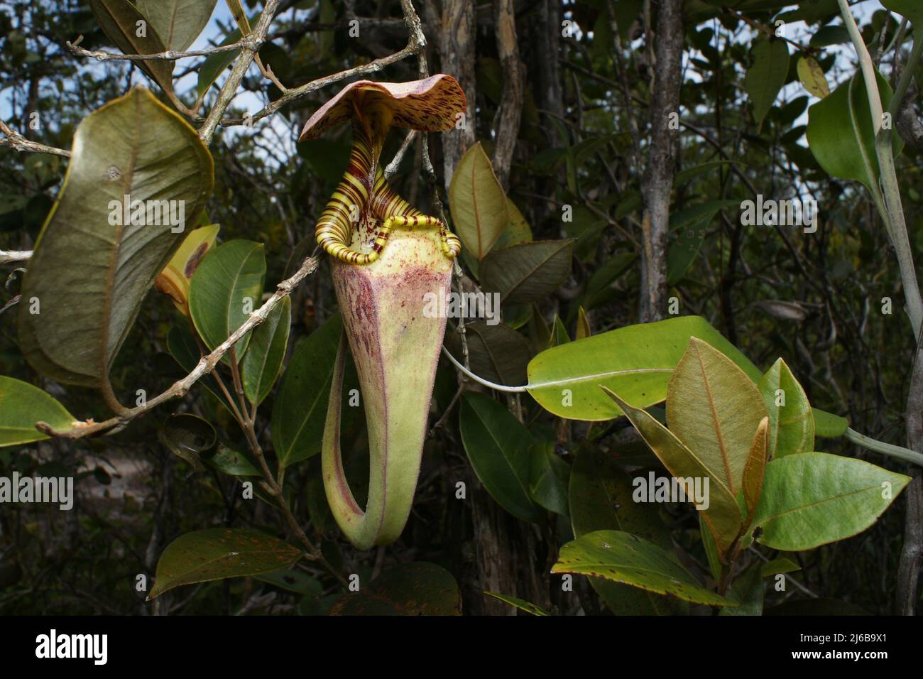 Carnitella superiore della carnivora pianta rafflesiana Nepenthes, Sarawak, Borneo Foto Stock