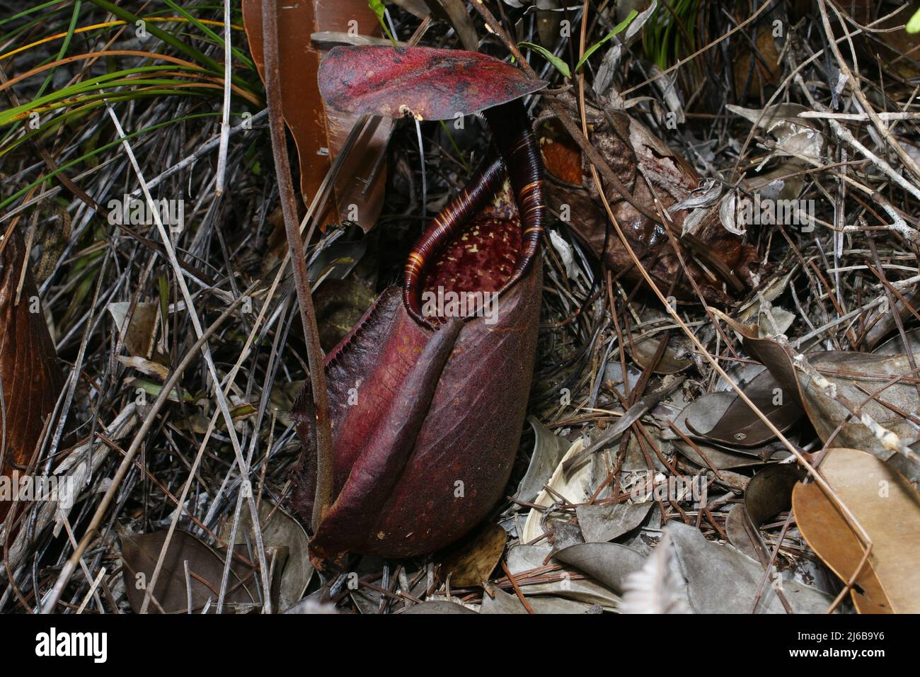 Caraffa rossa di Nepenthes rafflesiana, una carnivora caraffa pianta, Sarawak, Borneo Foto Stock