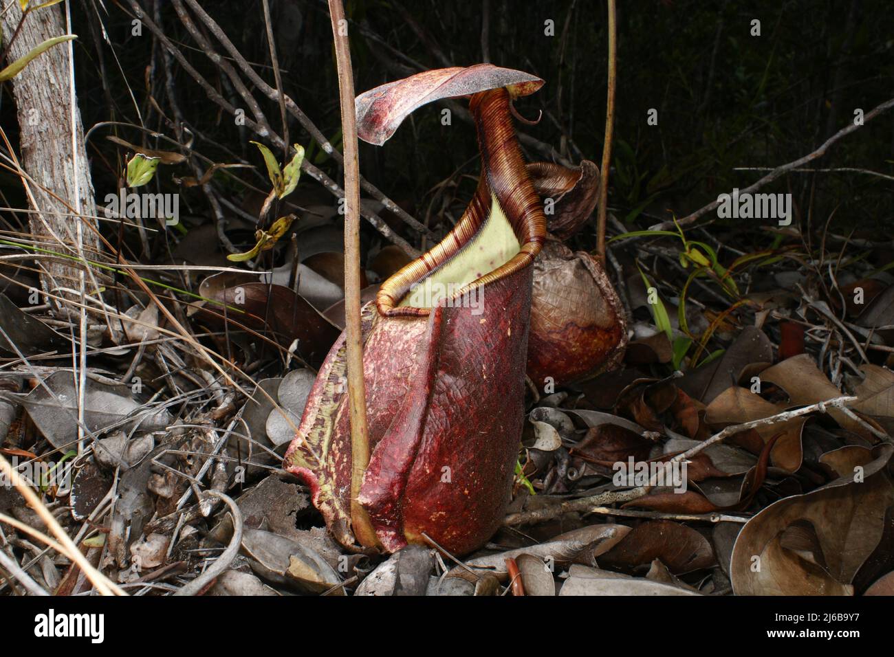 Caraffa di Nepenthes rafflesiana, una carnivora caraffa pianta, Sarawak, Borneo Foto Stock