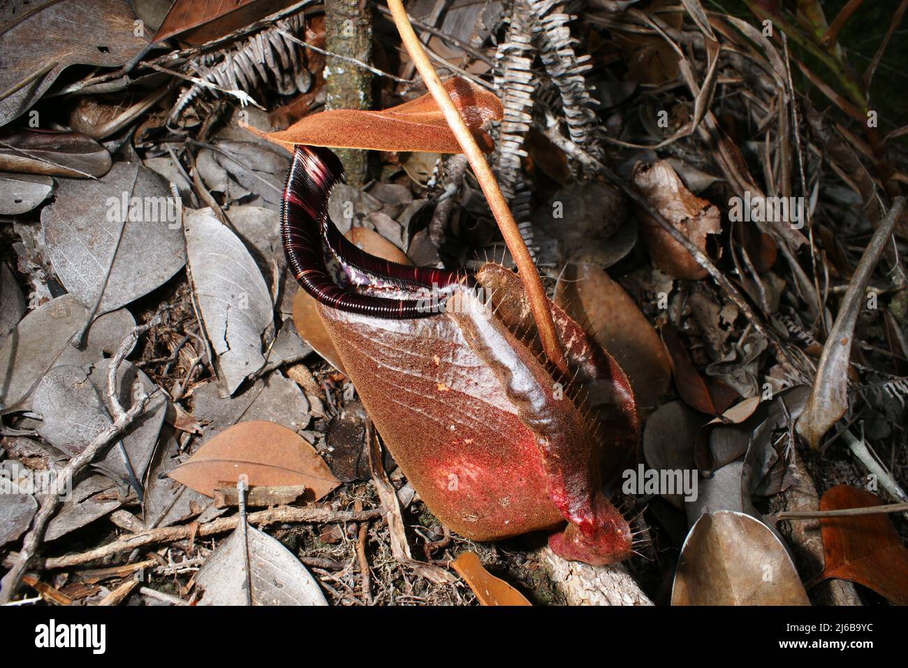 Carnivorous carnivorous carnice pianta rafflesiana Nepenthes, Bako, Sarawak, Borneo Foto Stock