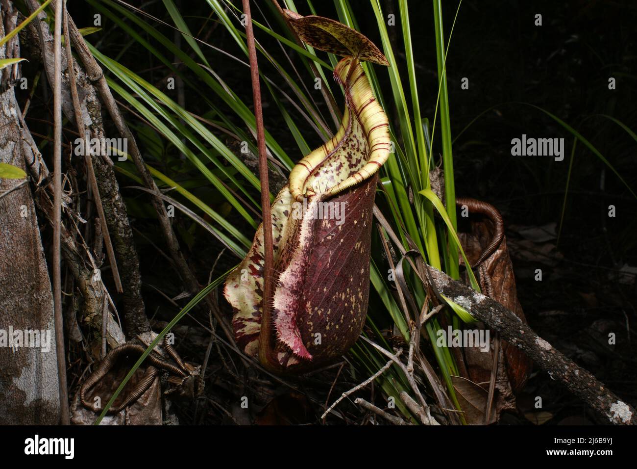 Caraffa di Nepenthes rafflesiana, una carnivora caraffa pianta, Sarawak, Borneo Foto Stock