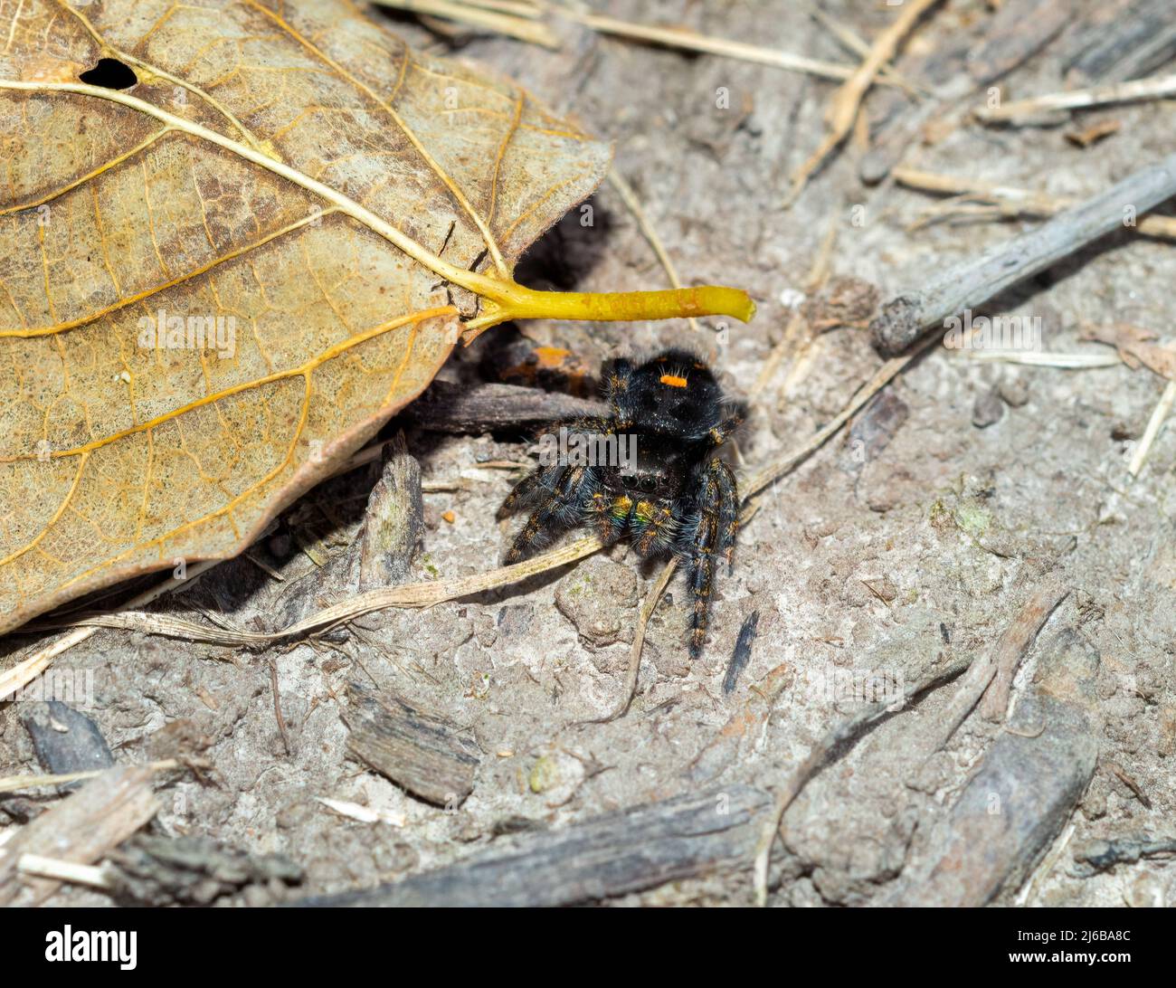 Un ragno audace che si nascondeva per terra sotto alcune foglie probabilmente cacciava piccoli insetti da mangiare. Foto Stock