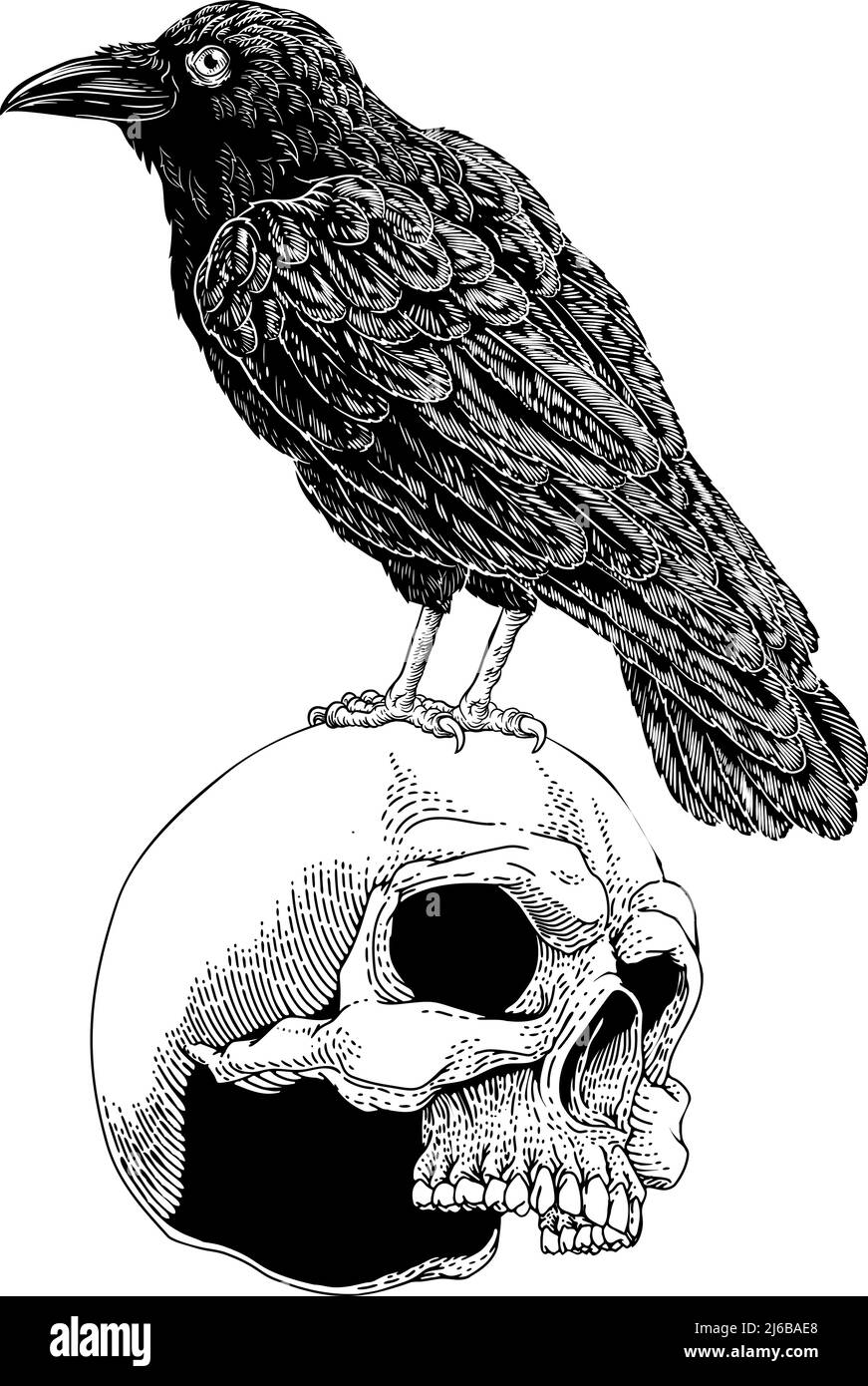 Corvo Raven Corvus Bird e cranio Vintage Woodcut Illustrazione Vettoriale