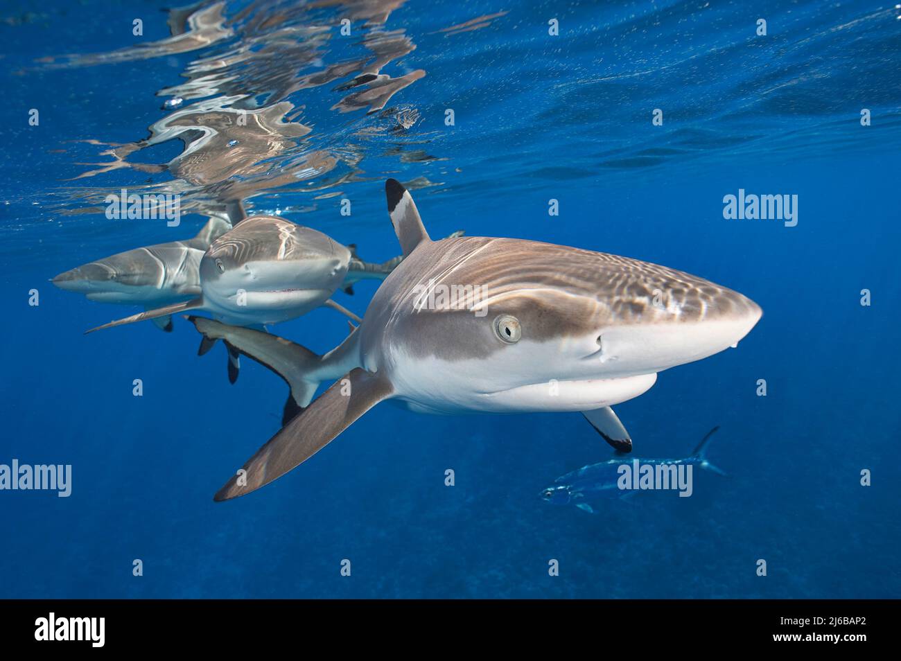 Shark (Carcharhinus melanopterus), Moorea, Polinesia francese, Oceano Pacifico Foto Stock