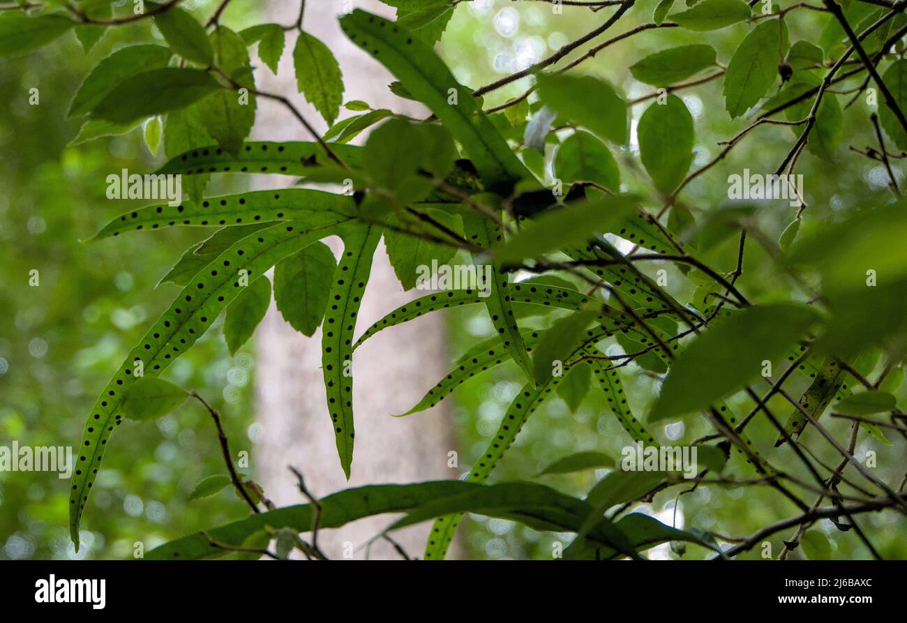 Le spore di Fern nel Parco Nazionale di Tarra-Bulga Foto Stock