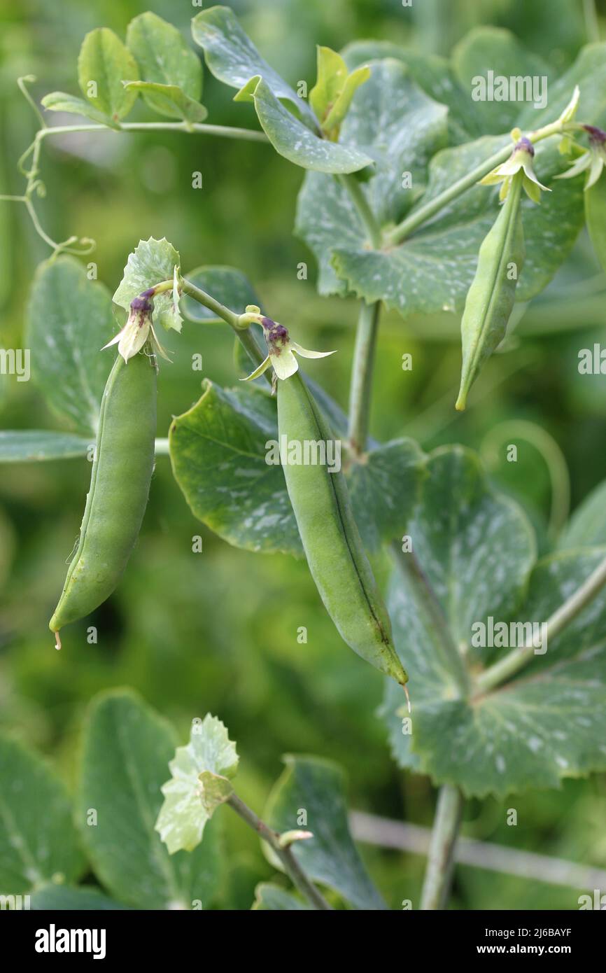 Piselli da giardino maturi, Pisum sativum, cialde appese a una vite con un fondo di foglie. Foto Stock