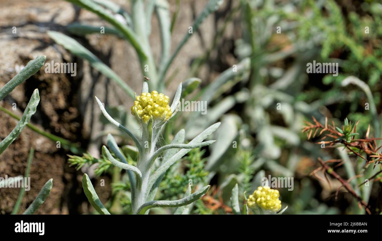 Fiori di Pseudognaphalium affine utilizzati per preparare la pasta di farina di riso per il Qingming Festival. Noto anche come Gnaphalium affin, Helichrysum affine, Gnaph Foto Stock