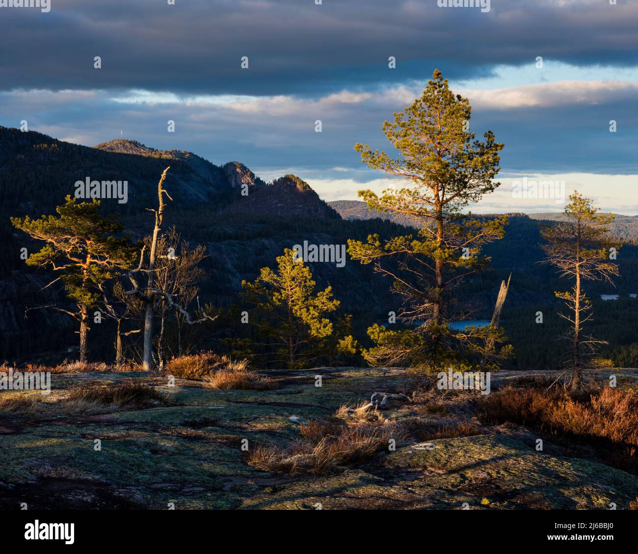Bellissimo paesaggio con montagne e pini alla luce della scorsa sera a Måfjell in Nissedal, Telemark, Norvegia, Scandinavia. Foto Stock