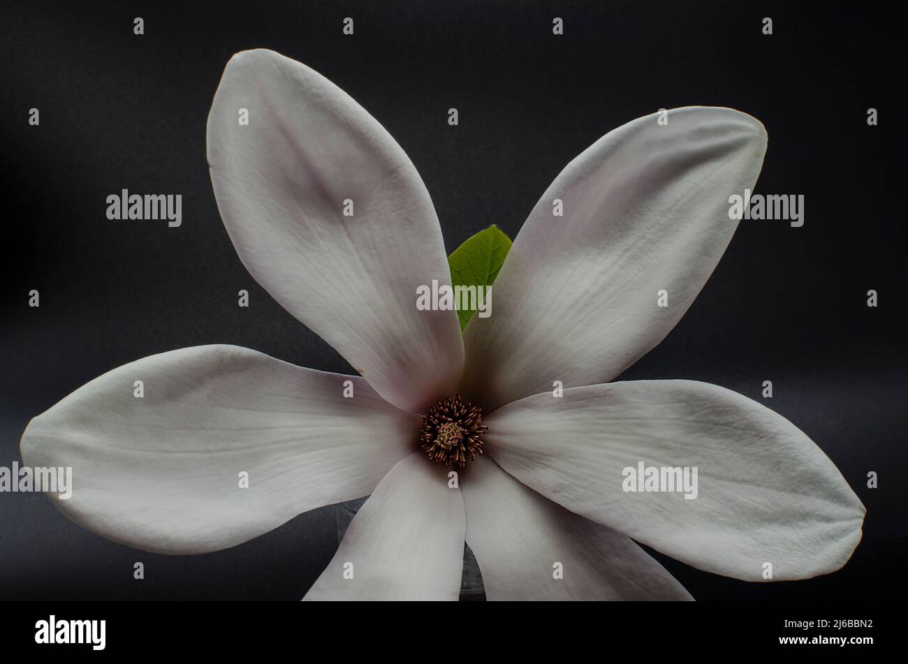 Topview isolato su bianco soffiato bellissimo fiore magnolia Foto Stock