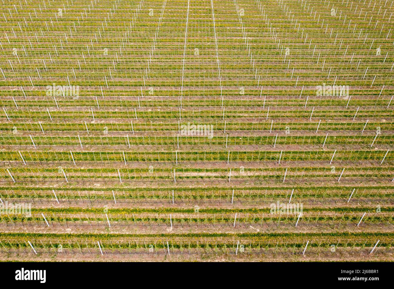 29 aprile 2022, Sassonia, Grimma: Piantagione di alberi da frutto vicino a Dürrweitzschen. Il gruppo Obstland coltiva principalmente mele nella regione, ma anche ciliegie, fragole, prugne e ribes. La frutta viene venduta direttamente con il marchio Sachsenobst o trasformata in succhi di frutta nella sala stampa dell'azienda. (Vista aerea con drone) Foto: Jan Woitas/dpa Foto Stock