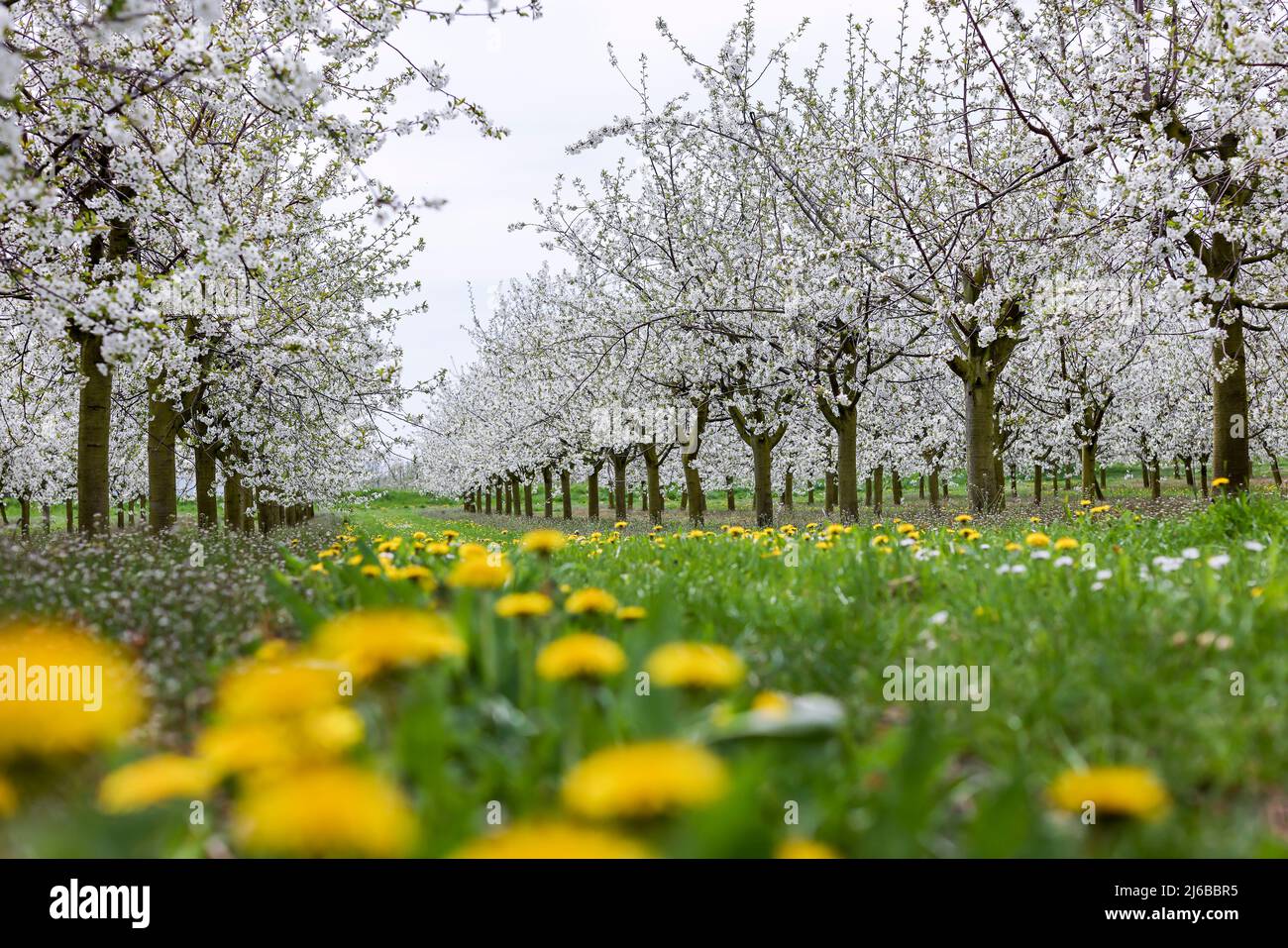 29 aprile 2022, Sassonia, Grimma: Fiori di ciliegio in una piantagione vicino a Dürrweitzschen. Il gruppo Obstland coltiva principalmente mele nella regione, ma anche ciliegie, fragole, prugne e ribes. La frutta viene venduta direttamente con il marchio Sachsenobst o trasformata in succhi di frutta nella sala stampa dell'azienda. Foto: Jan Woitas/dpa Foto Stock