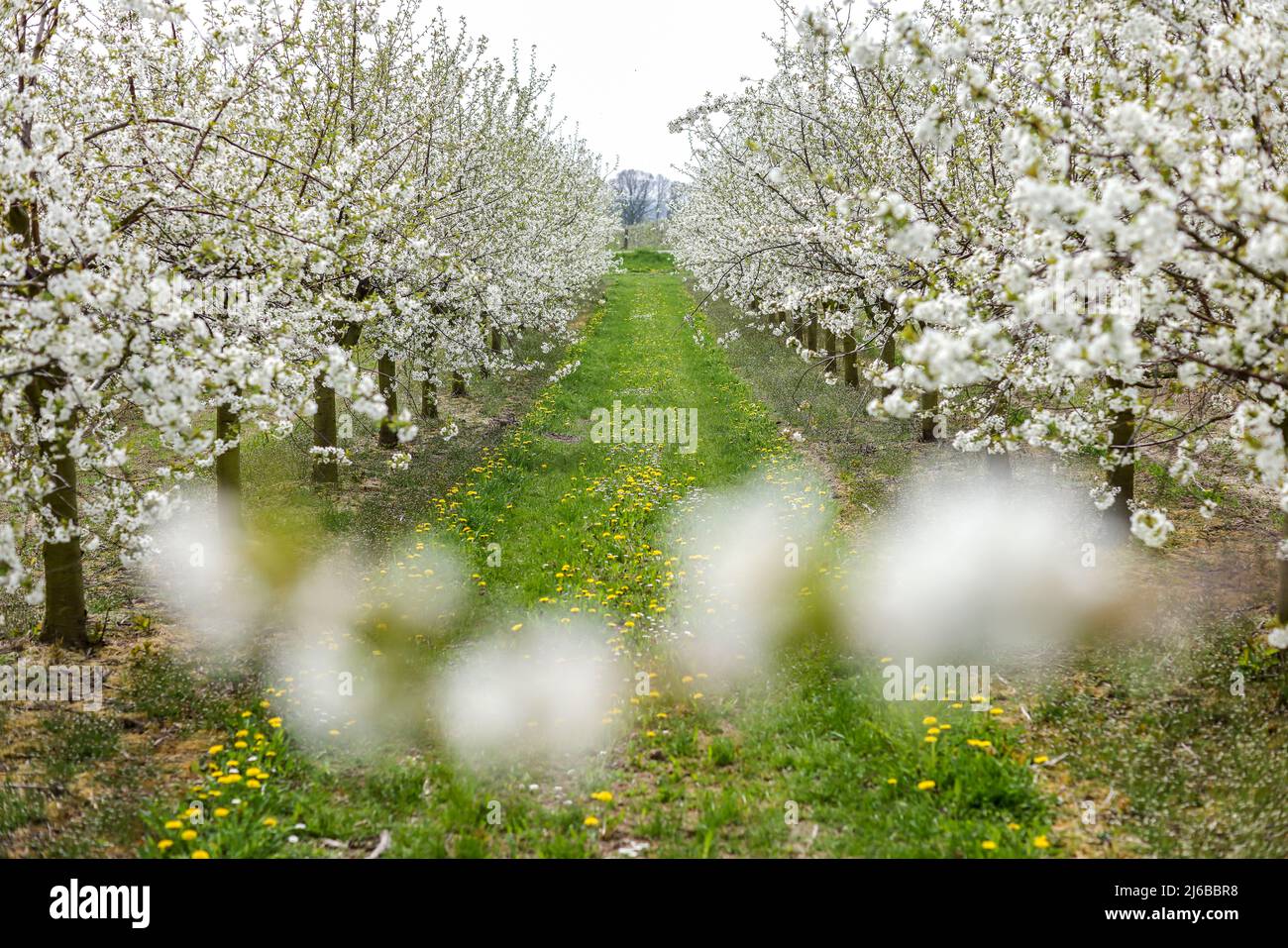 29 aprile 2022, Sassonia, Grimma: Fiori di ciliegio in una piantagione vicino a Dürrweitzschen. Il gruppo Obstland coltiva principalmente mele nella regione, ma anche ciliegie, fragole, prugne e ribes. La frutta viene venduta direttamente con il marchio Sachsenobst o trasformata in succhi di frutta nella sala stampa dell'azienda. Foto: Jan Woitas/dpa Foto Stock