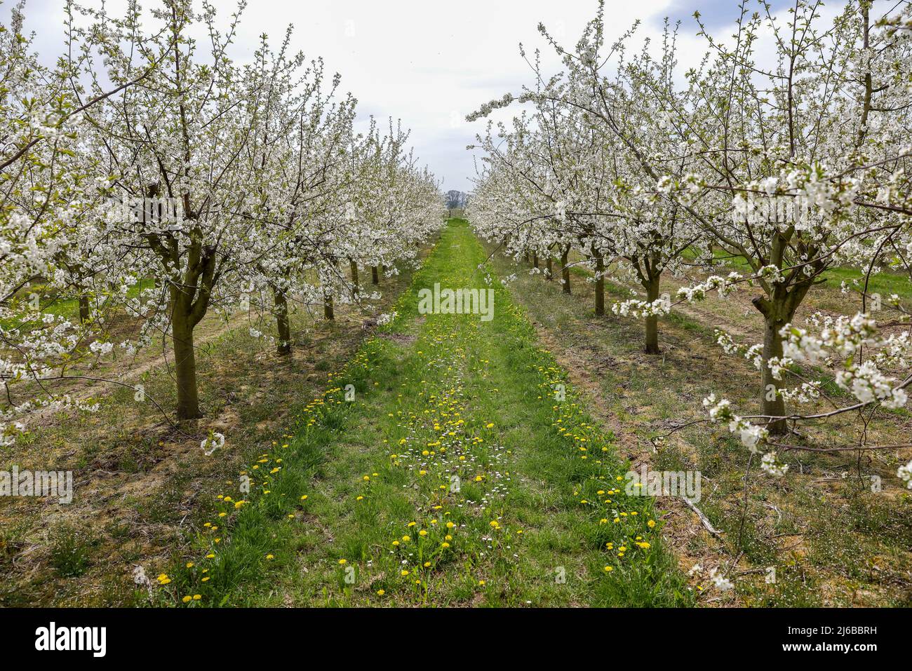 29 aprile 2022, Sassonia, Grimma: Fiori di ciliegio in una piantagione vicino a Dürrweitzschen. Il gruppo Obstland coltiva principalmente mele nella regione, ma anche ciliegie, fragole, prugne e ribes. La frutta viene venduta direttamente con il marchio Sachsenobst o trasformata in succhi di frutta nella sala stampa dell'azienda. Foto: Jan Woitas/dpa Foto Stock