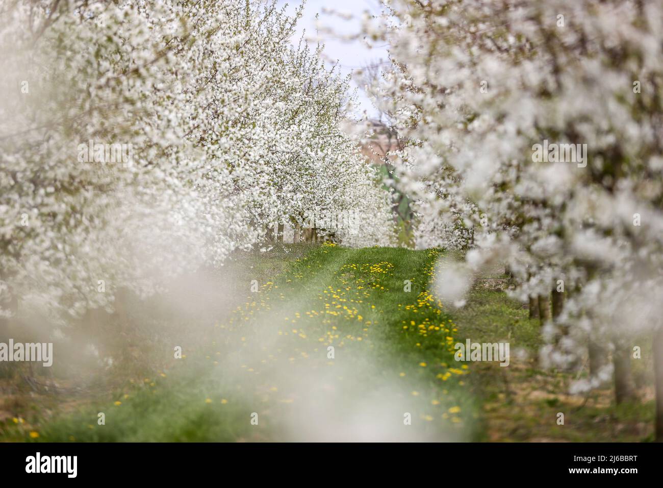 29 aprile 2022, Sassonia, Grimma: Fiori di ciliegio in una piantagione vicino a Dürrweitzschen. Il gruppo Obstland coltiva principalmente mele nella regione, ma anche ciliegie, fragole, prugne e ribes. La frutta viene venduta direttamente con il marchio Sachsenobst o trasformata in succhi di frutta nella sala stampa dell'azienda. Foto: Jan Woitas/dpa Foto Stock