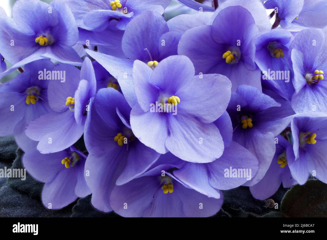 I violetti fioriscono splendidamente in primavera in una pentola a casa sul davanzale Foto Stock