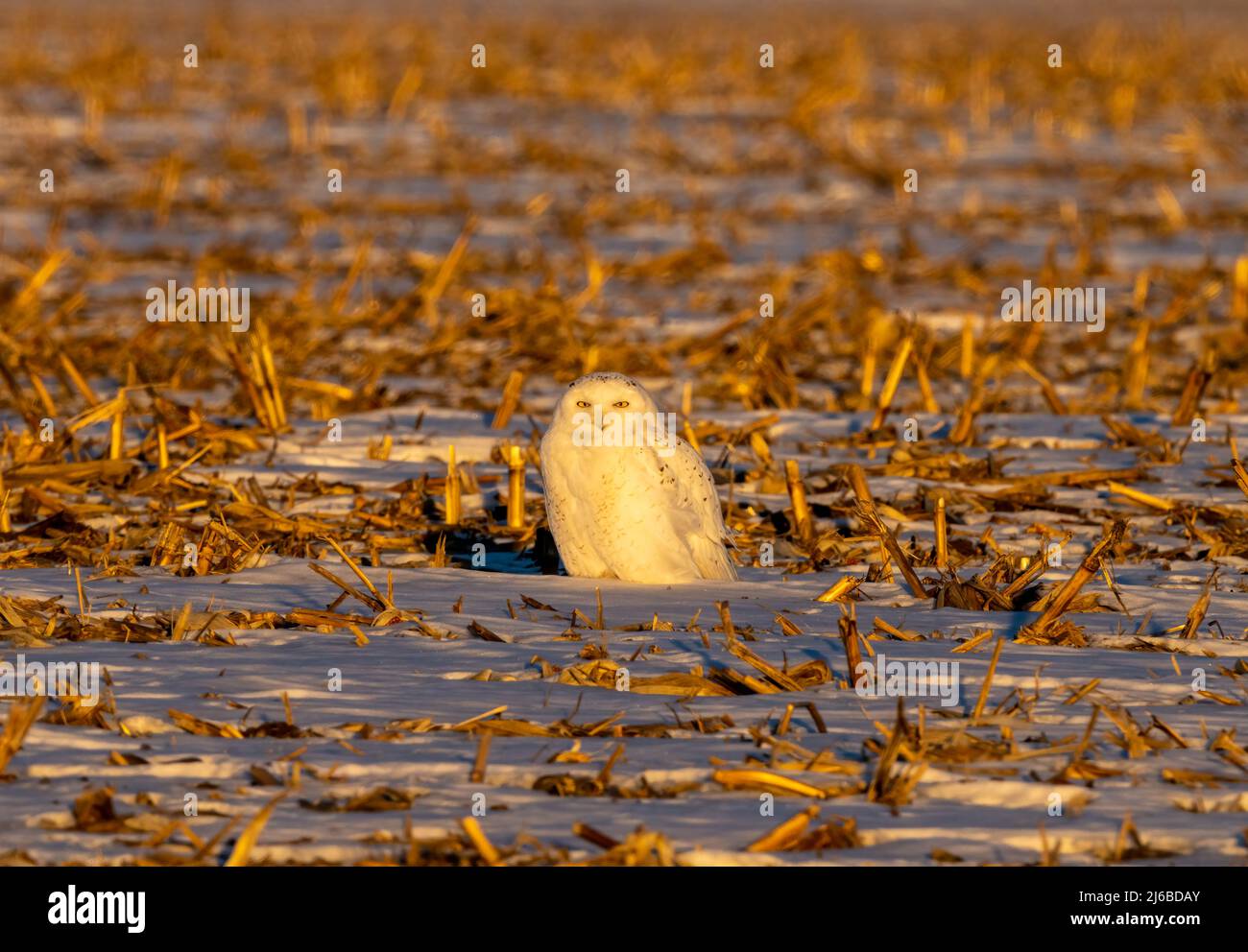 Un gufo praticamente tutto bianco e innevato che visita il centro di Ill. Durante un inverno freddo profondo. E' fuori in un campo raccolto dove cattura roditori per sopravvivere. Foto Stock