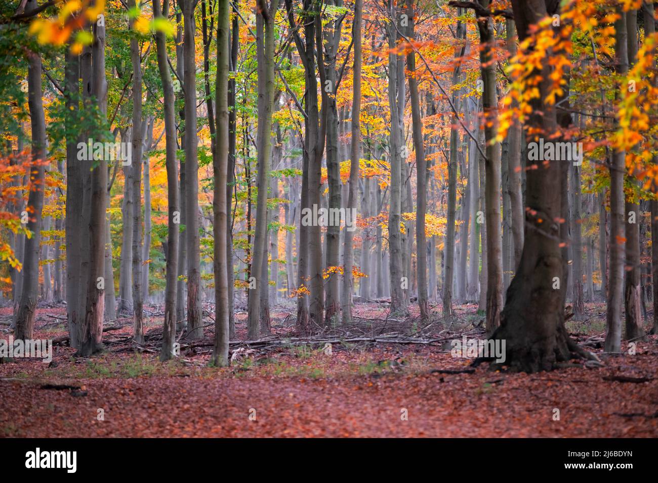 Giorno d'autunno o d'autunno con foglie di colore arrugginite, affilate, vivaci e ricche e tronchi di arboreto nella foresta scandinava. Foto Stock