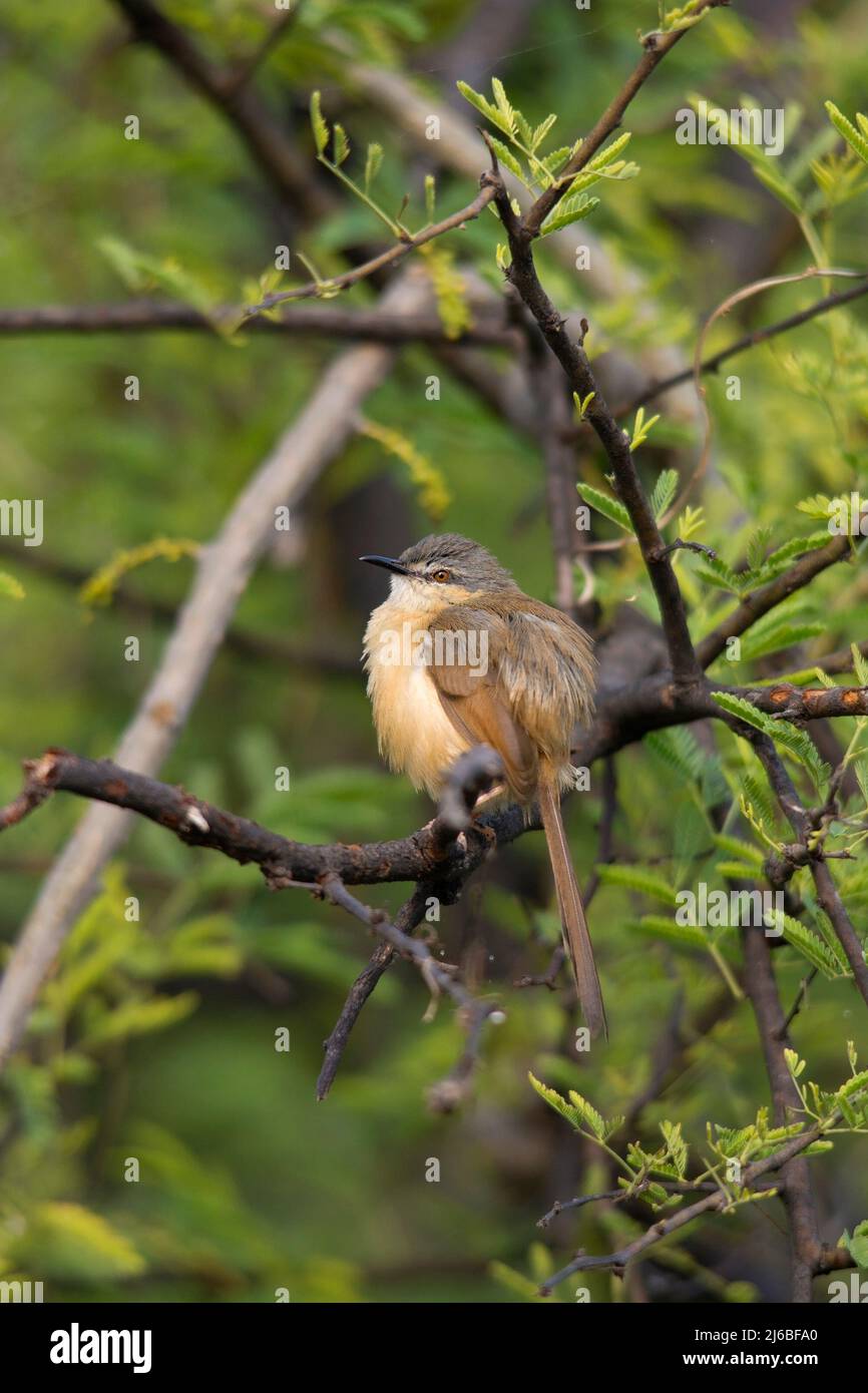 Ashy Prinia o Ashy Wren Warbler arroccato in albero Foto Stock