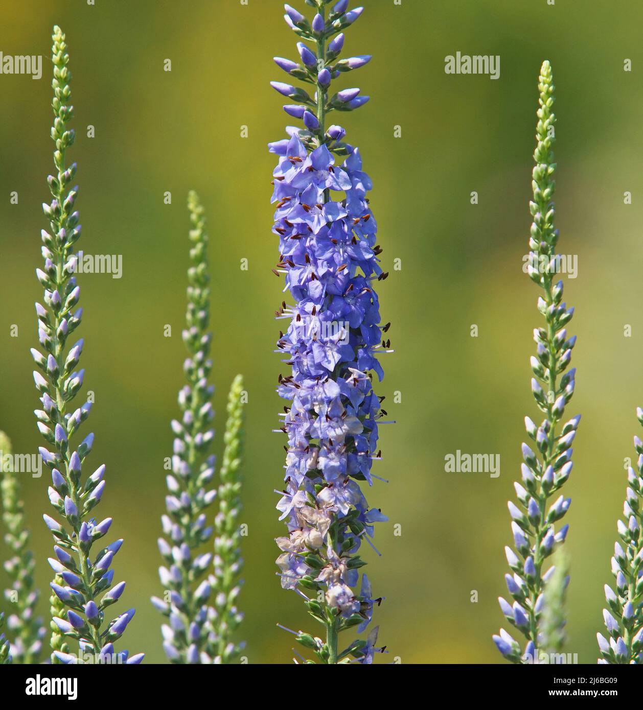 Fiore blu del giardino speedwell o longleaf speedwell. Veronica longifolia Foto Stock