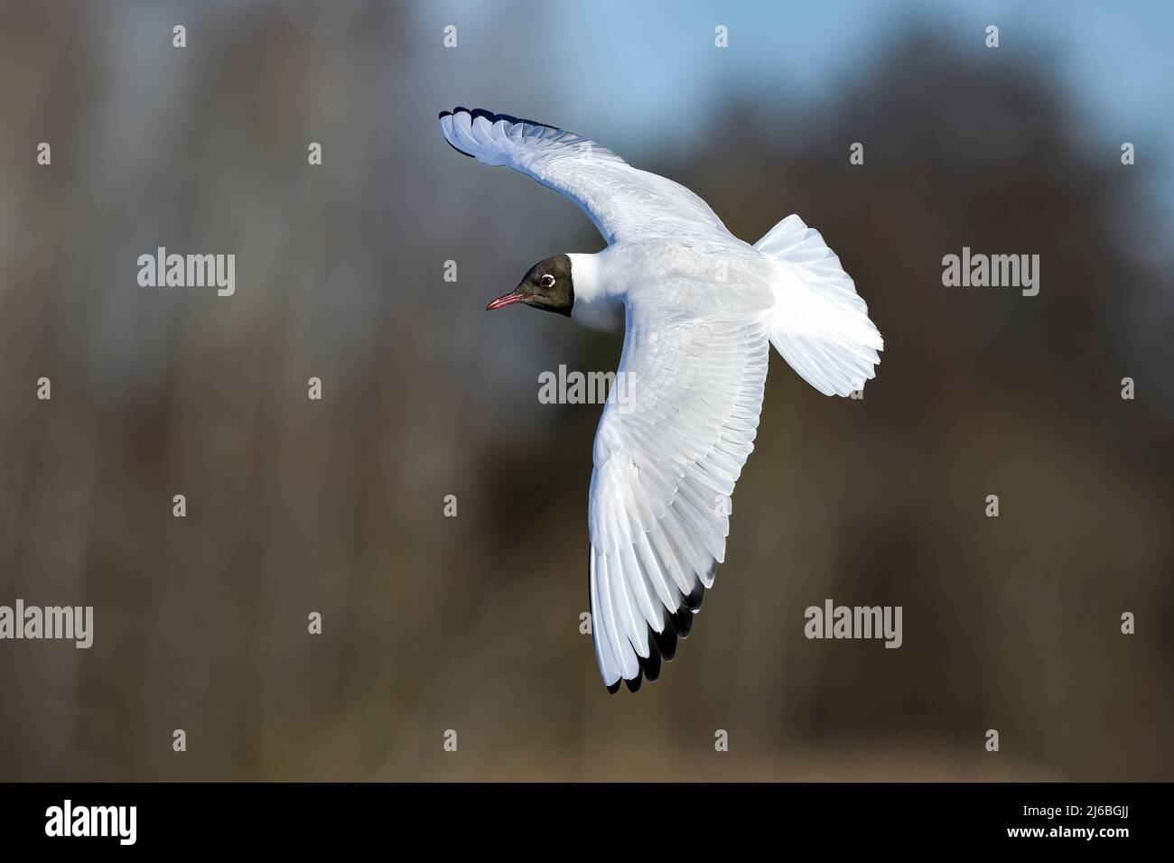 Gabbiano a testa nera in pieno swing Foto Stock