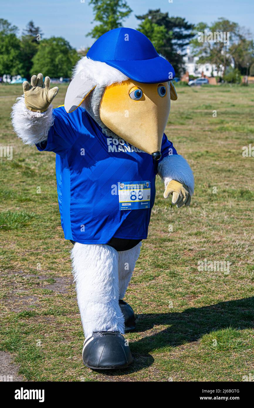 London UK,  30 April 2022. Haydon the mascot for AFC Wimbledon walks through Wimbledon Common in the bright sunshine as he takes part in  a 10km sponsored walk, with AFC Wimbledon Fans, ex-players, staff and members of  the  local community to raise funds for AFC Wimbledon Foundation.  Credit: amer ghazzal/Alamy Live News Foto Stock