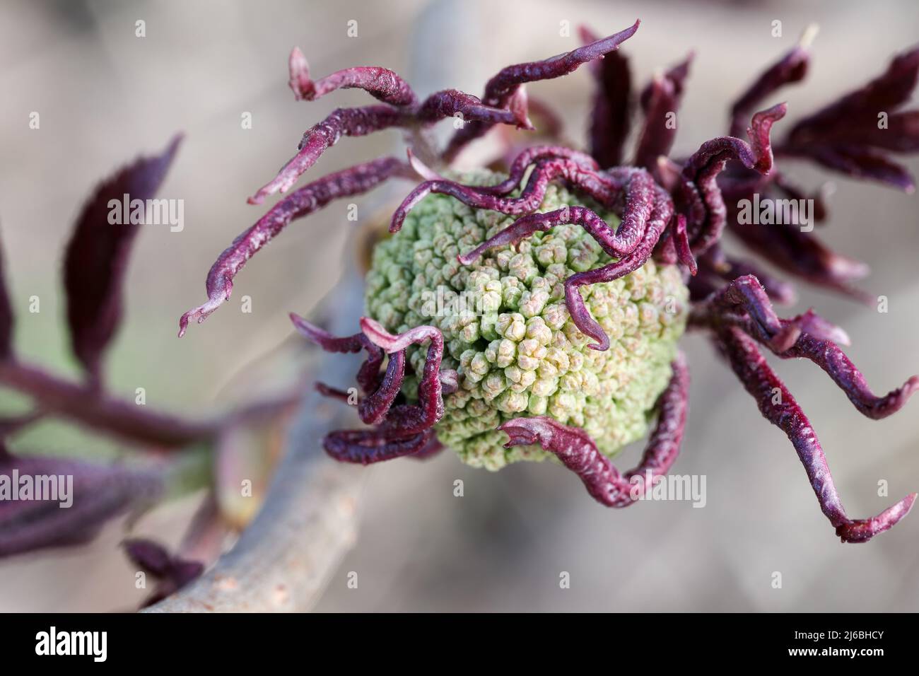 Sambuco rosso (Sambucus racemosa) Foto Stock
