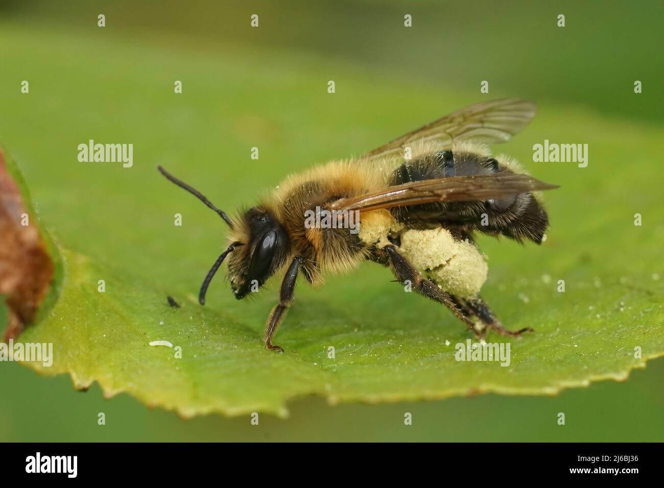 Primo piano sull'ape da miniera di cocoloato, Andrena scotica, seduta su una foglia verde carica di polline Crataegus Foto Stock