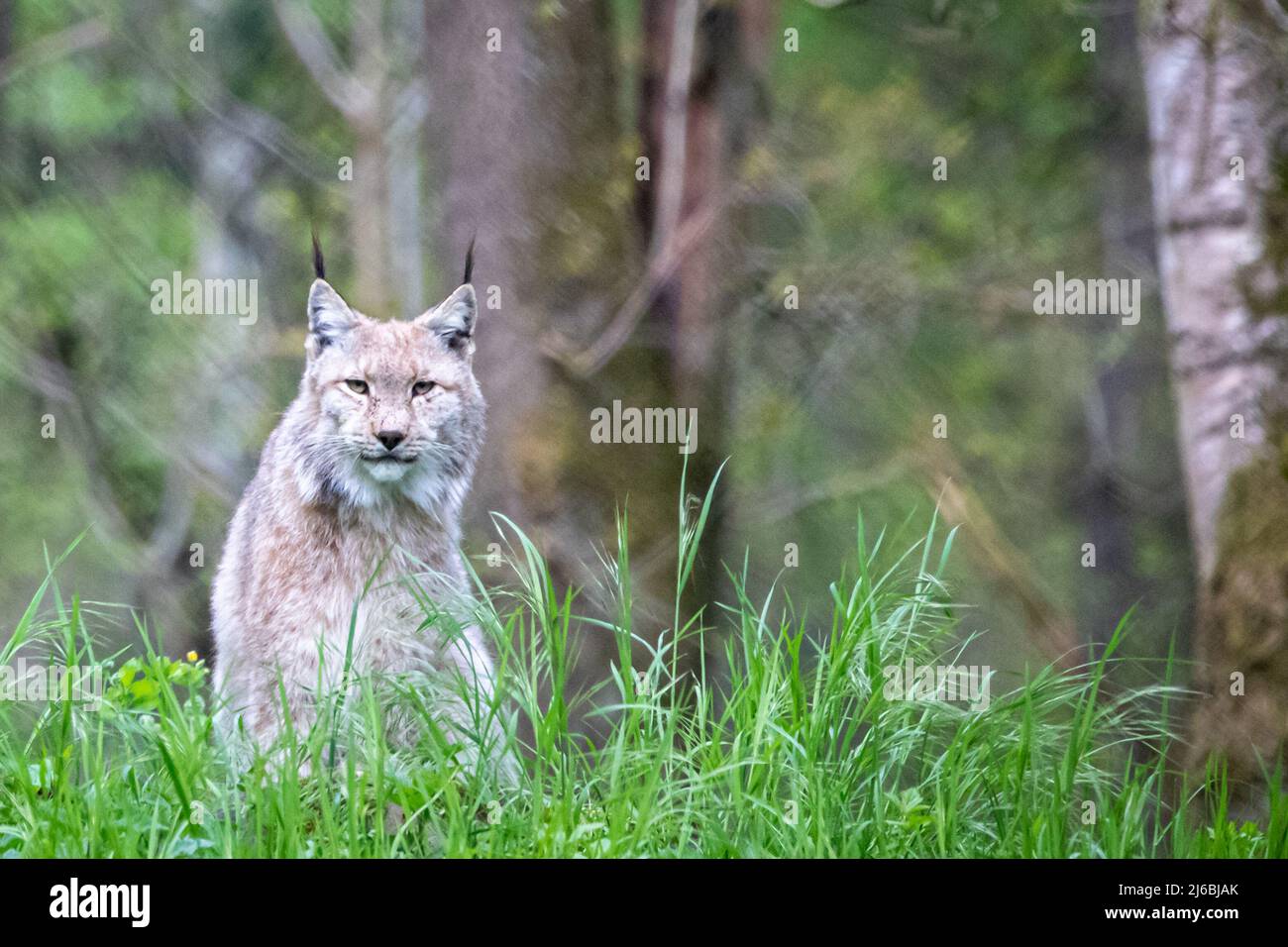 un giovane gatto selvatico lynx seduto nella foresta Foto Stock