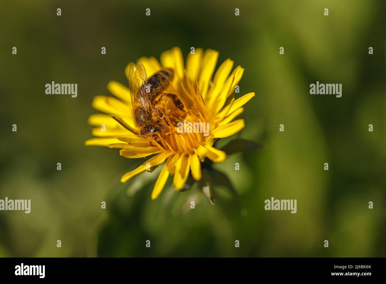 Un'ape grande siede su un dente di leone giallo e raccoglie nettare di fiore per miele Foto Stock