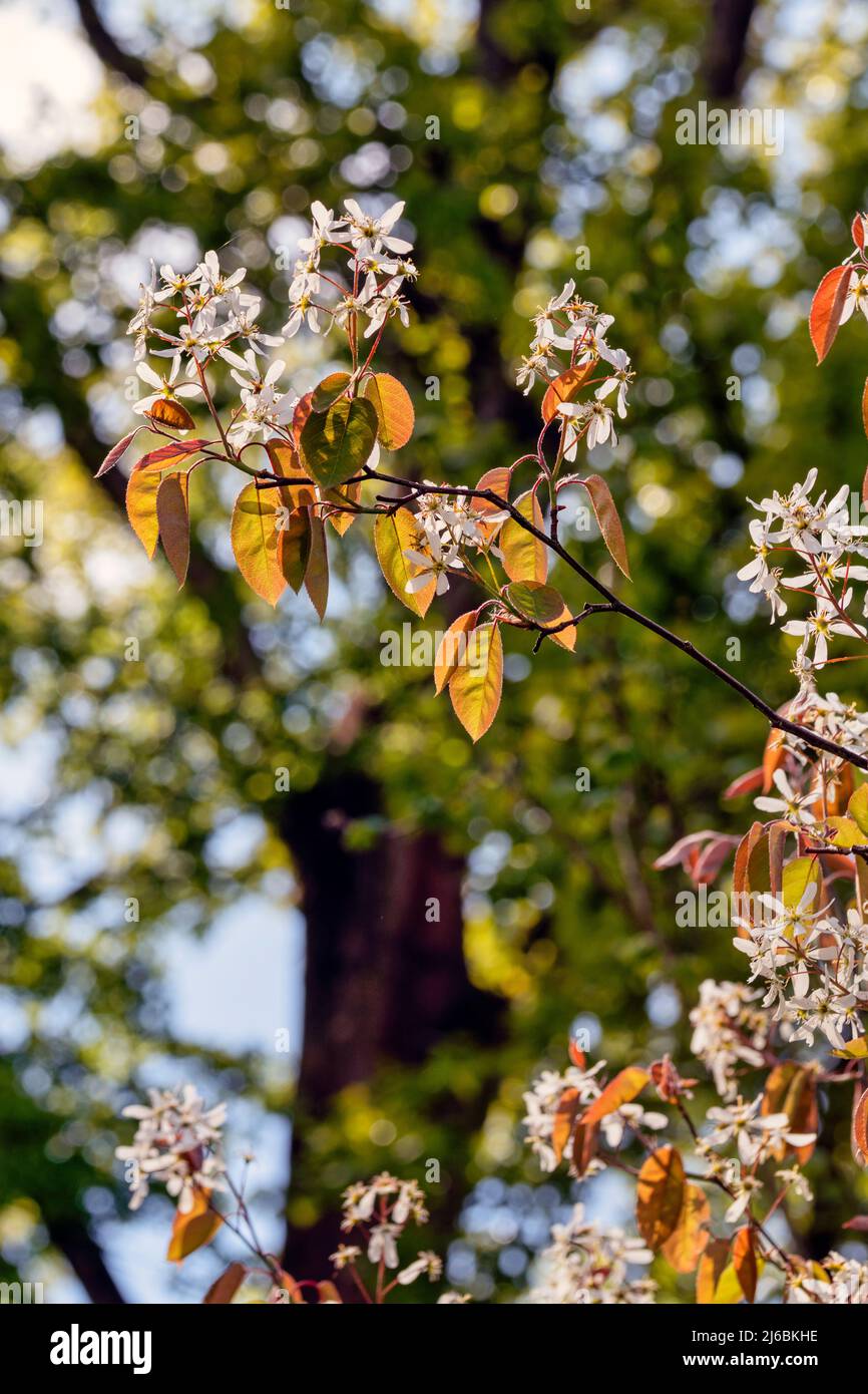 Blüte der Kupferfelsenbirne Foto Stock