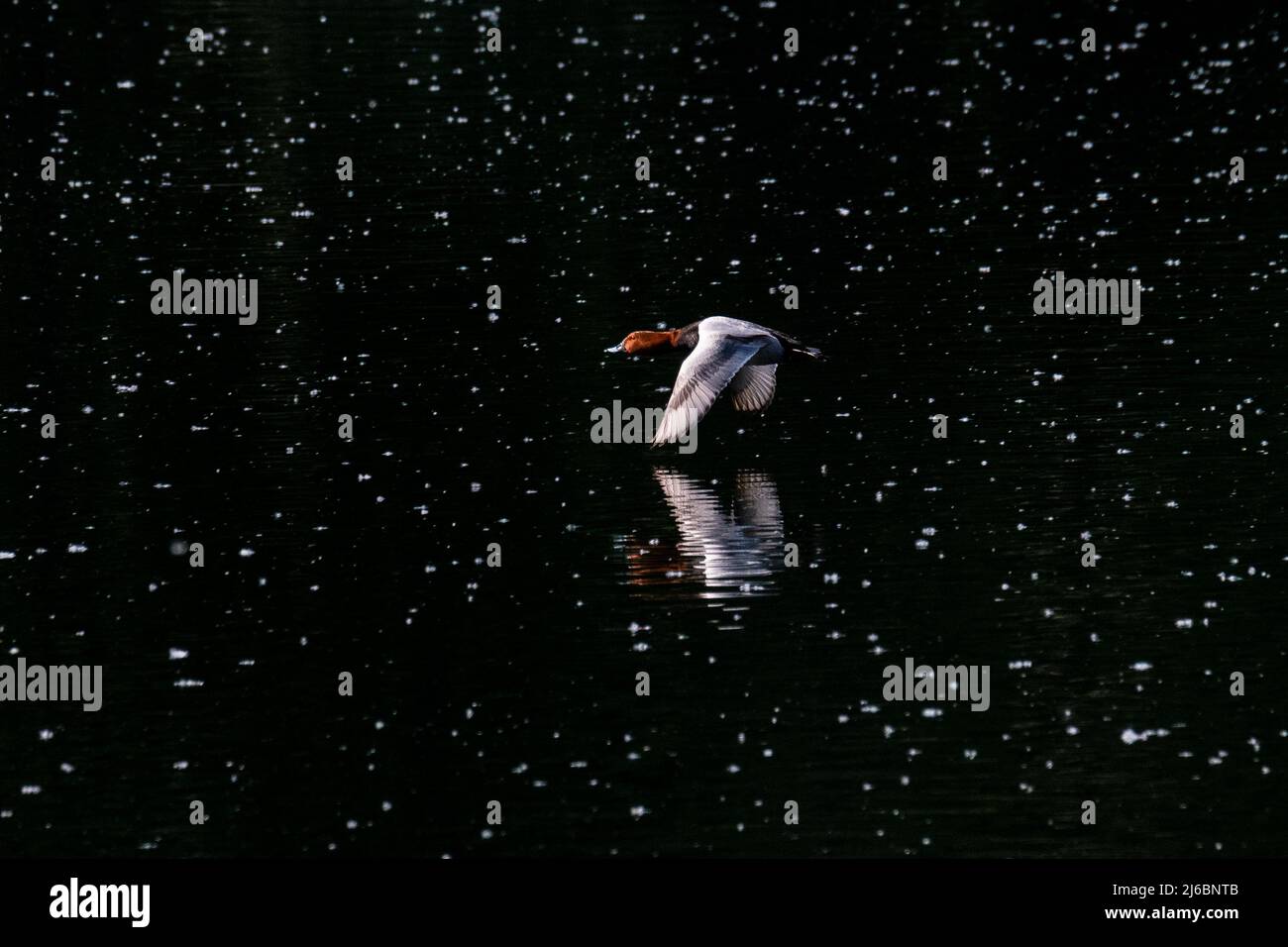 Un pochard comune (Aythya ferina) immersioni anatra è visto volare su un lago durante una giornata di primavera. Foto Stock