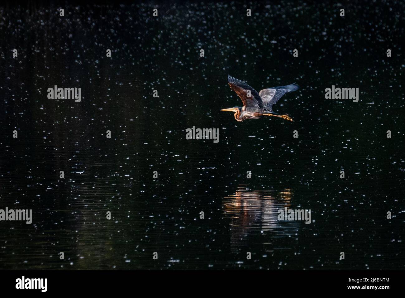 Un airone viola (Ardea purpurea) è visto volare su un lago durante una giornata di primavera. Foto Stock