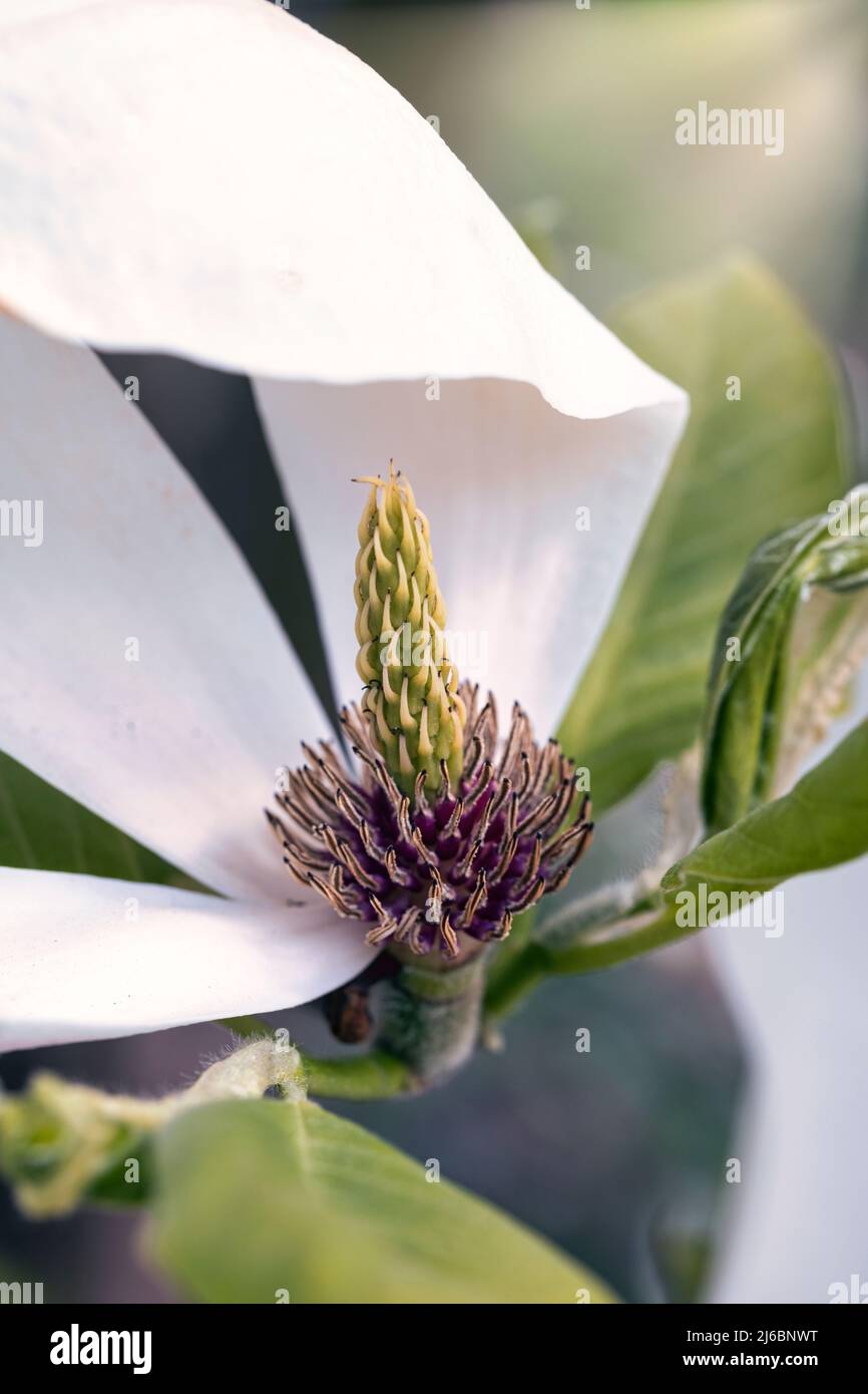 Der Blütenstempel einer Magnolie Foto Stock