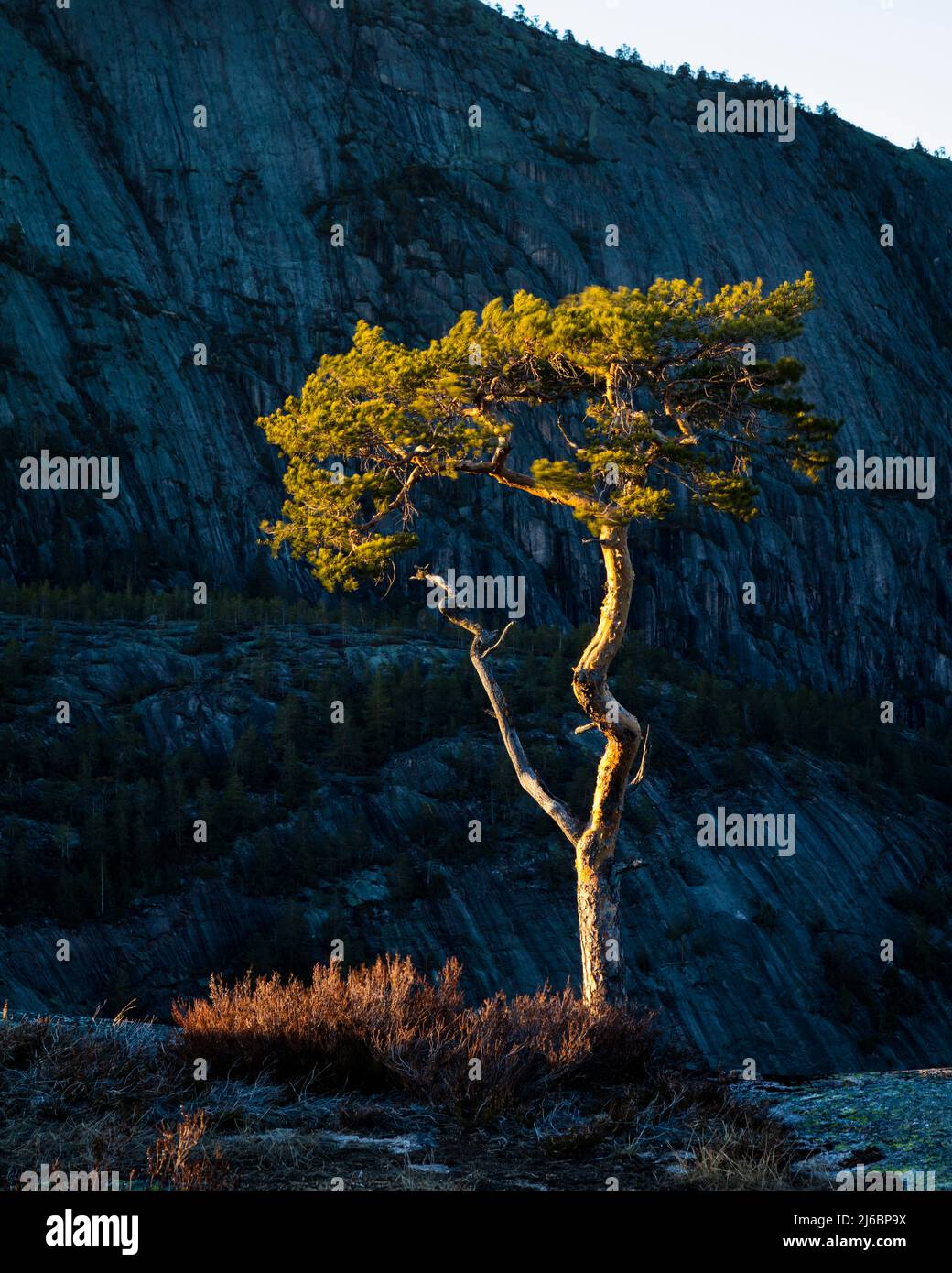 Paesaggio montano e pino solistico alla luce della scorsa sera a Måfjell in Nissedal, Telemark, Norvegia, Scandinavia. Foto Stock