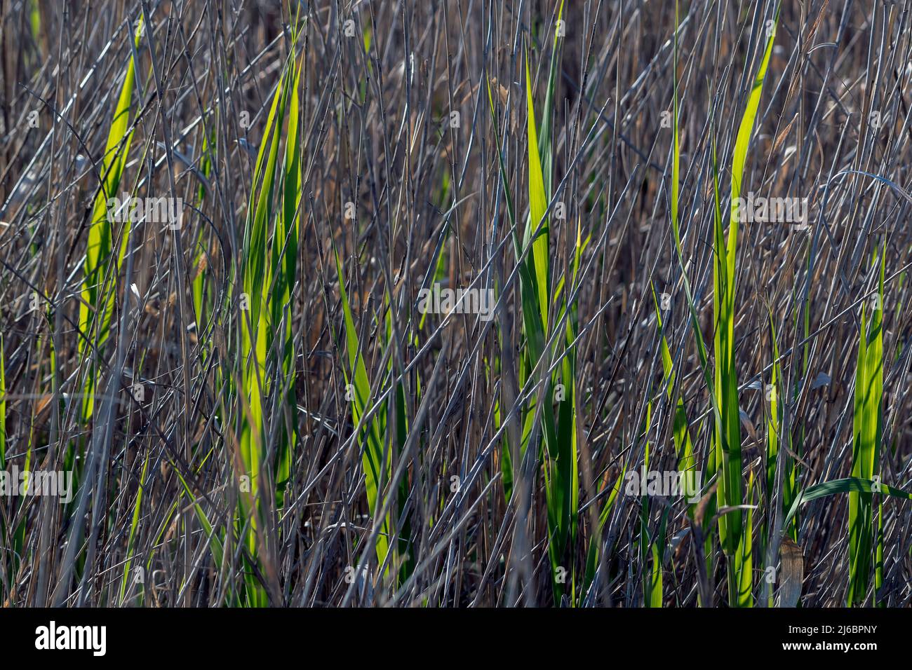 Canne marsh. Levsos Foto Stock