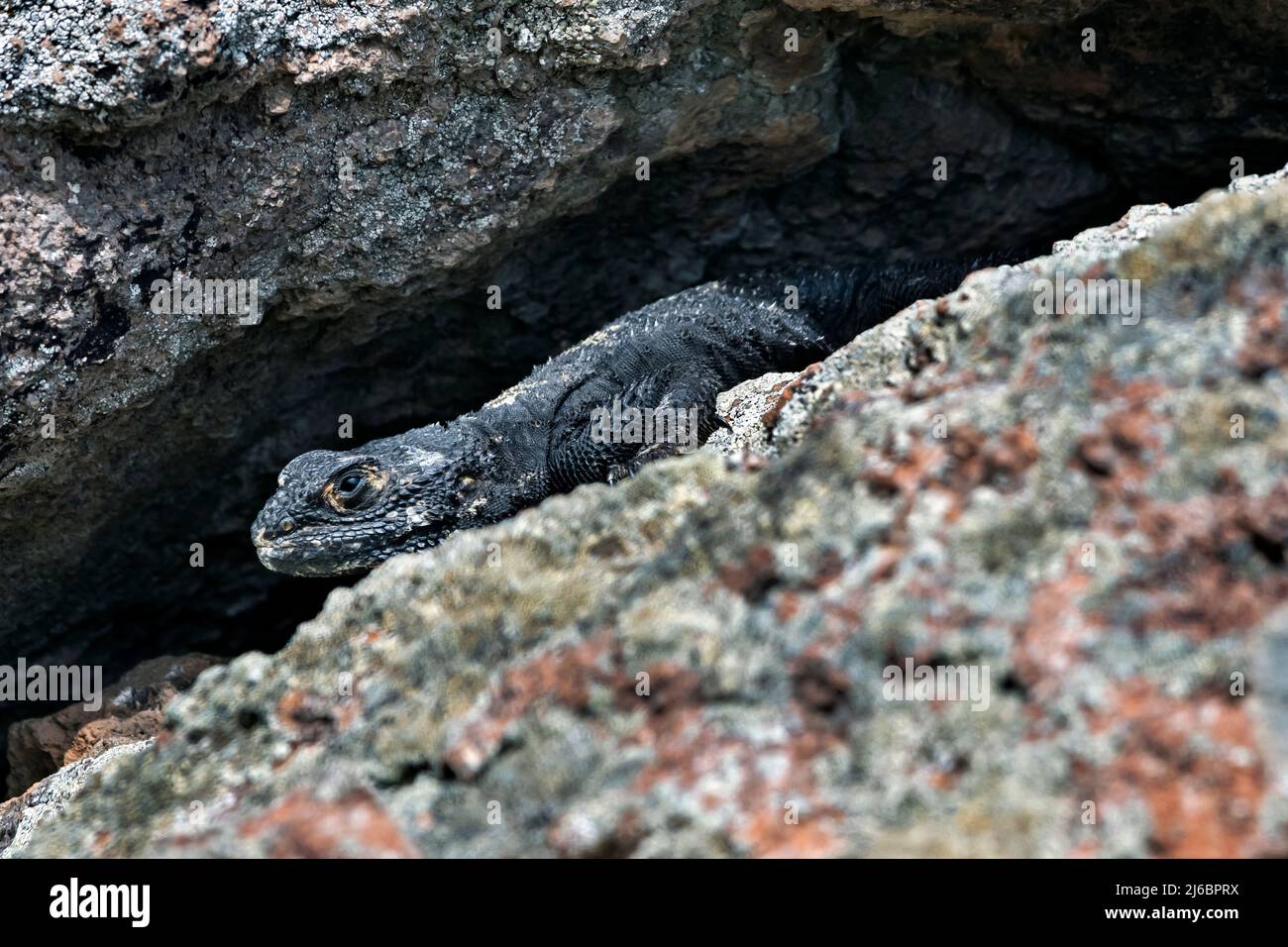 Stellagama Stellio, Laudakia Stellio. Levsos Foto Stock